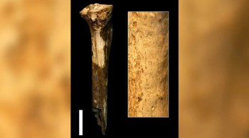 Segundo a pesquisadora, marcas de cortes em osso da canela se parecem com as feitas com ferramenta de pedra em fósseis de animais que eram processados para consumo
