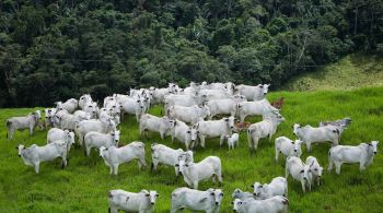 Abiec, associação que representa as exportadoras de carne do país, planeja expandir para todas as associadas adesão ao programa Boi na Linha, de boas práticas para o setor na Amazônia