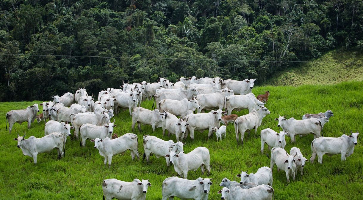 Programa Boi na Linha estipula protocolo de controle para indústria da carne na Amazônia