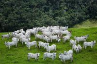 Indústria de carnes adere ao protocolo “Boi na Linha”, com foco em critérios ambientais