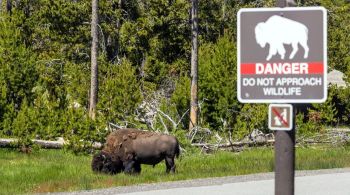 Incidente ocorreu no Parque Nacional de Yellowstone; autoridades pedem aos visitantes que protejam a vida selvagem depois deste e outros casos polêmicos, em que animais selvagens foram colocados em perigo