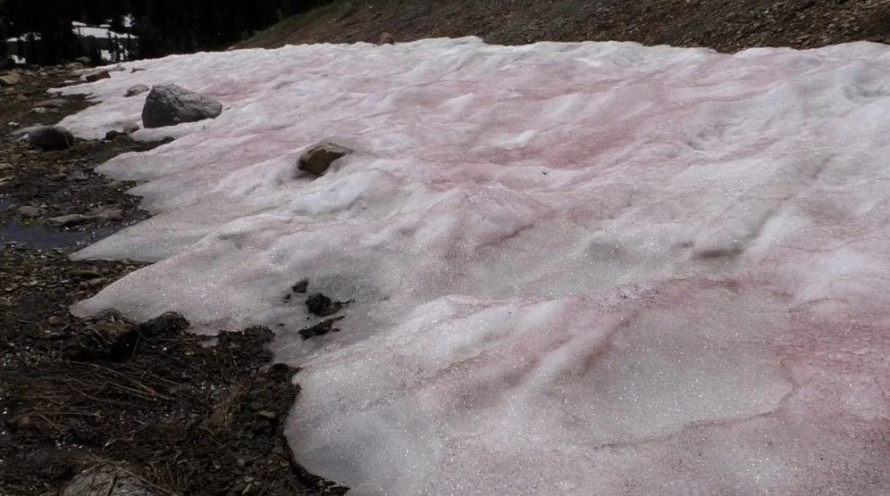 Neve apareceu avermelhada em partes de Utah, em fenômeno apelidado de "neve melancia"