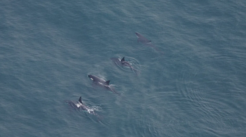 Animal, também conhecido como orca, comumente é visto em áreas do Ártico e Caribe