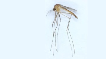 Culex modestus tornou-se a 44ª espécie de mosquito encontrada no país, segundo estudo da Universidade de Helsinque