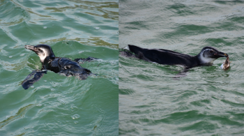 Animal passou a manhã nadando com banhistas, segundo Instituto Mar Urbano, que resgatou o bichinho morto
