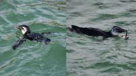 Conheça história do pinguim Zé, que conquistou praia famosa do Rio, mas morreu envenenado