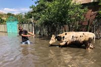 Ucrânia: inundação mata mais de 200 animais em zoológico, diz representante