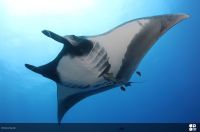 Biólogos lutam contra o tempo para salvar as raias-manta gigantes do Peru