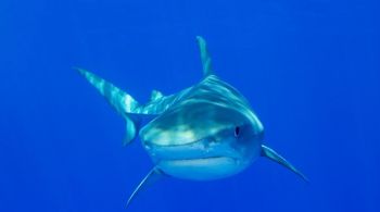 Pesquisadores apontam mordidas de tubarão mais frequentes de outubro a dezembro