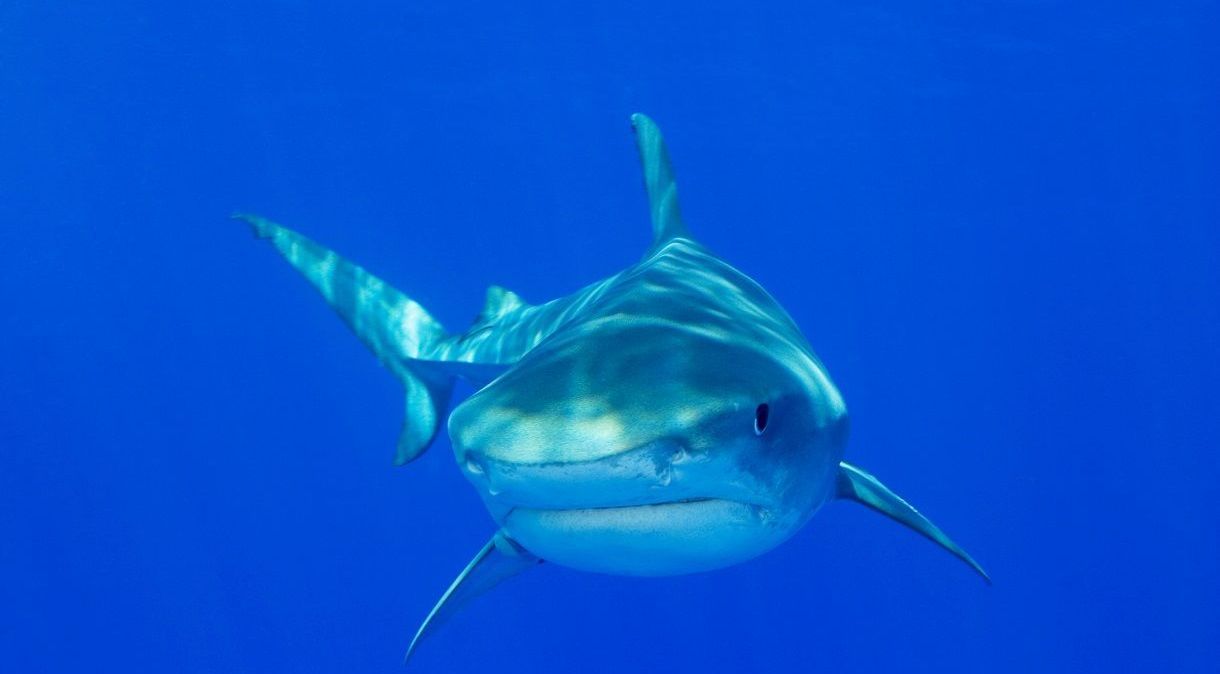 Tubarão-Tigre; ainda não se sabe qual a espécie do animal que realizou o ataque nesta quinta-feira (28)