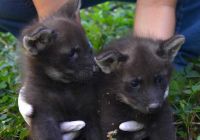 Parque no oeste baiano celebra nascimento de dois filhotes de lobo-guará