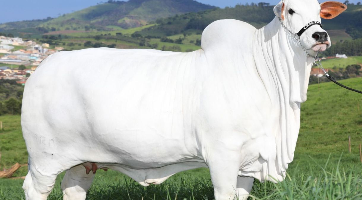 Considerada a vaca mais valiosa do mundo, a Viatina-19 FIV Mara Móveis é avaliada em R$ 20,9 milhões