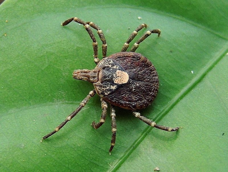 Carrapato da espécie Amblyomma testudinarium