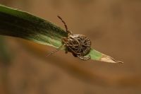 Febre maculosa tem alta taxa de letalidade, que chega a 75% em SP