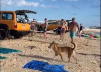 Cão selvagem morde turista na praia e é acusado de outros ataques; animal foi abatido por autoridades