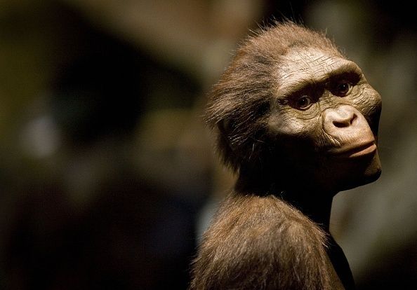 Representação em tamanho real do Australopithecus afarensis que viveu há 3,2 milhões de anos