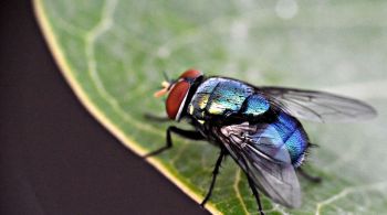 Descoberta pode tornar as armadilhas para esses insetos mais eficazes e ajudar no combate das doenças transmitidas por eles