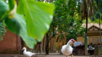 Brasil tem 13 casos confirmados da doença em aves; estado de São Paulo não registrou infecções pelo vírus influenza H5N1