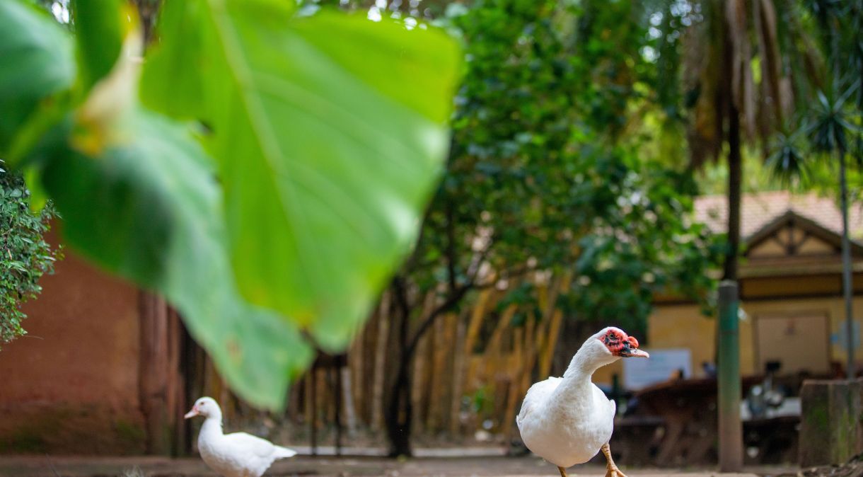 Patos, galinhas, gansos, entre outras aves serão encaminhados ao espaço zootécnico, nas dependências do parque