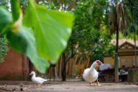 Parque da Água Branca, em SP, vai isolar 2 mil aves em prevenção à gripe aviária