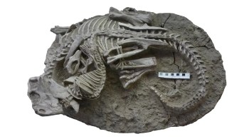 Fóssil desenterrado na China é raridade e desmistifica sabedoria herdada de que interações eram unilaterais