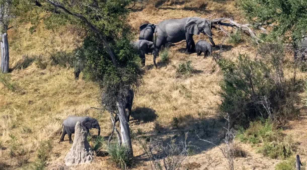 O conflito entre humanos e animais selvagens é a principal causa de órfãos de elefantes em Botsuana, diz a fundadora da Elephant Havens, Debra Stevens