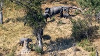 Idosa americana morre atacada por elefante em safari na Zâmbia