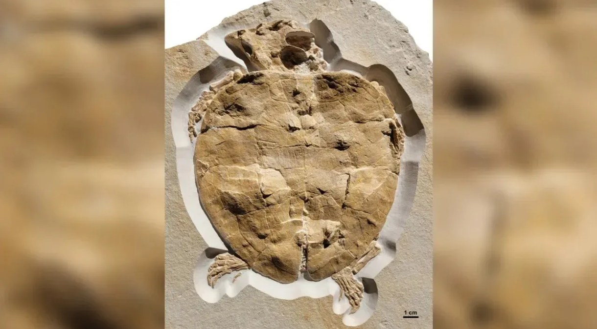 O fóssil preservado de Solnhofia parsonsi data do período Jurássico Superior. O espécime foi escavado na Formação Torleite, perto da cidade bávara de Painten, na Alemanha
