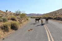 Cinco burros são encontrados mortos no Parque Nacional do Vale da Morte, nos EUA