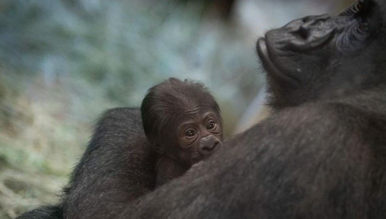 Os tratadores do Zoológico e Aquário de Columbus descobriram que Sully, um gorila que eles pensavam ser macho, havia dado à luz inesperadamente