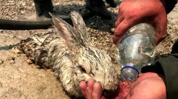 Equipe vinda da Romênia para auxiliar no combate aos incêndios florestais encontrou o animal, que estava desidratado, na ilha de Rodes, uma das mais atingidas pelo fogo