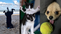 Concurso das fotos mais divertidas de pets de 2023 tem candidato brasileiro