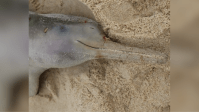 Golfinho de raça em risco de extinção é encontrado morto em praia de SC