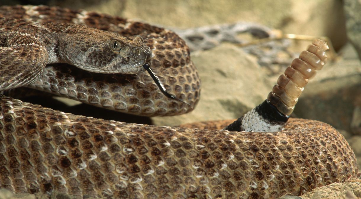 Pesquisadores colocaram as cobras em baldes de plástico de 19 litros, depois selaram e encheram os recipientes com canos para simular um ambiente estressante