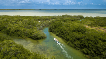 Pesquisadores monitoraram a coloração do mar a partir do espaço, rastreando quanta luz verde ou azul é refletida na superfície da água