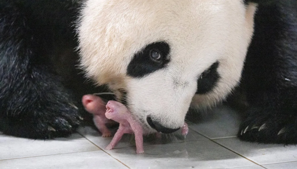 A panda gigante Ai Bao segura um dos filhotes gêmeos recém-nascidos em sua boca no parque de diversões Everland, na Coreia do Sul