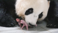 Raro nascimento de pandas gêmeos encanta zoológico na Coreia do Sul