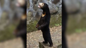 Zoológico confirmou que se trata de um urso malaio; imagem do animal em pé causou dúvidas nos visitantes