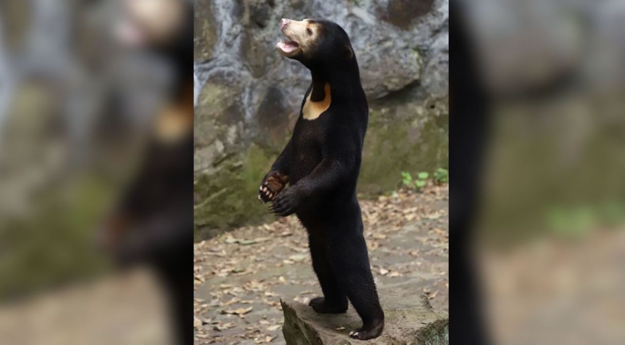 Foto de urso malaio gerou especulações nas redes sociais