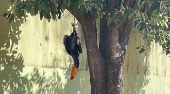O homem admitiu para a polícia, quando ouvido na delegacia, ter amarrado o tucano na árvore, mas negou ter matado o animal