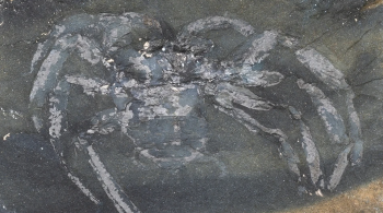 Relíquia do aracnídeo batizado Arthrolycosa wolterbeeki é datado de aproximadamente 310 milhões de anos