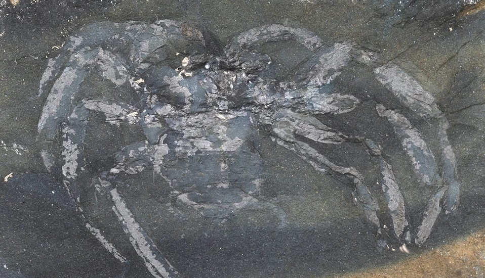 Fóssil de aranha encontrado na Alemanha revela espécie nunca estudada antes
