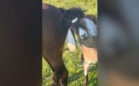 Cabra enrosca chifres em rabo de cavalo e vídeo viraliza com pergunta: Como fez isso?