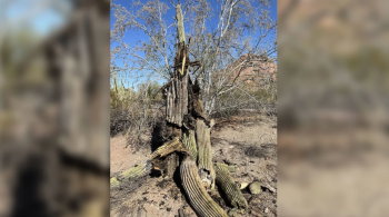 Plantas do tipo saguaro estão apodrecendo por dentro devido ao estresse causado pelas altas temperaturas em jardim botânico no Arizona 