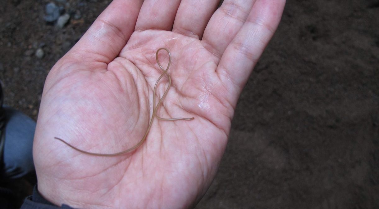 Um verme crina de água doce vivo é mostrado na mão de um pesquisador no Monumento Nacional Muir Woods, na Califórnia, em 2013