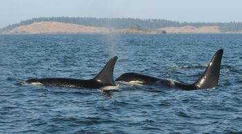 Pesquisas anteriores sugerem que as orcas na pós-menopausa aumentam as chances de vida de seus filhos e netos, em um evento que os cientistas denominam como "efeito avó"