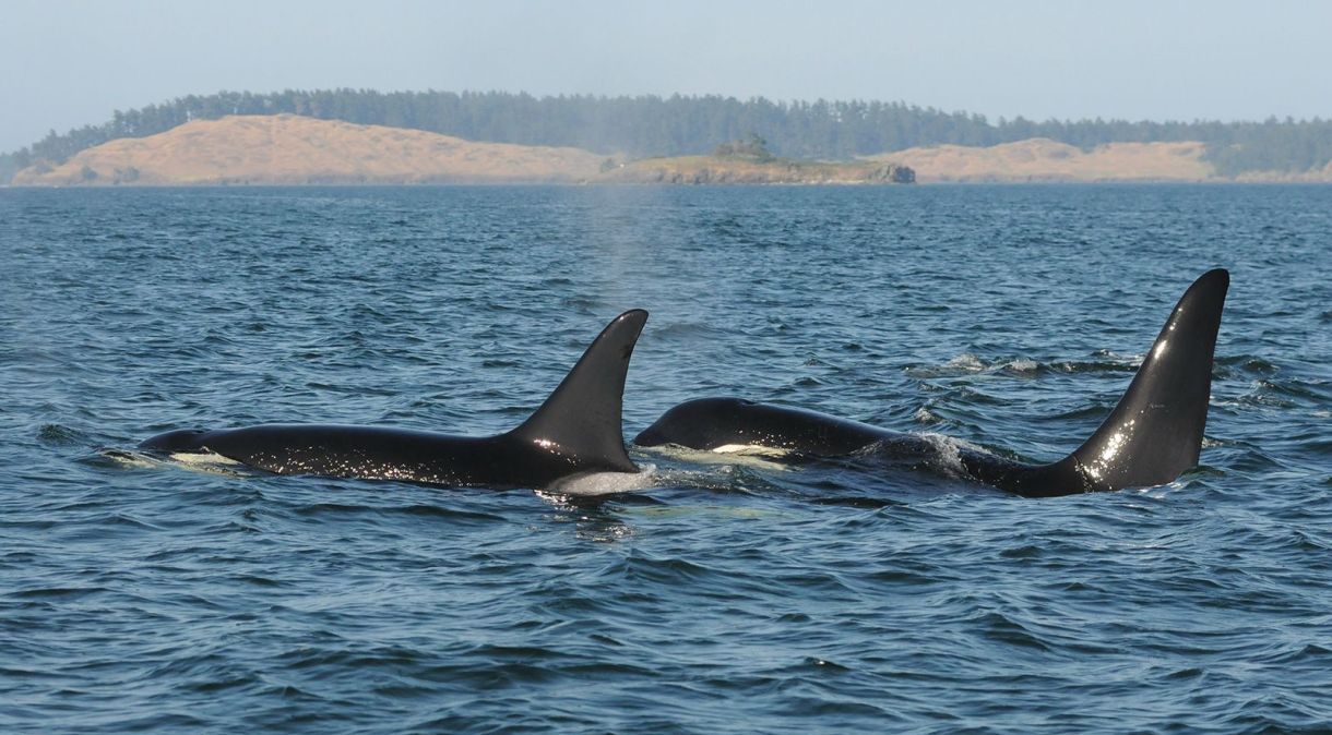 As orcas fêmeas vivem até 90 anos na natureza, e a maioria vive em média 22 anos após a menopausa