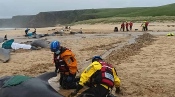 Segundo a British Divers Marine Life Rescue, apenas um animal sobreviveu e retornou ao oceano