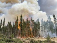 Incêndios florestais são consequência catastrófica da mudança climática