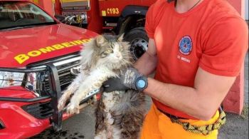 Gato foi resgatado, sem ferimentos aparentes, de dentro do motor de um veículo estacionado em um lava-jato na cidade de Diamantina